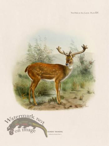 Lydekker Deer 15